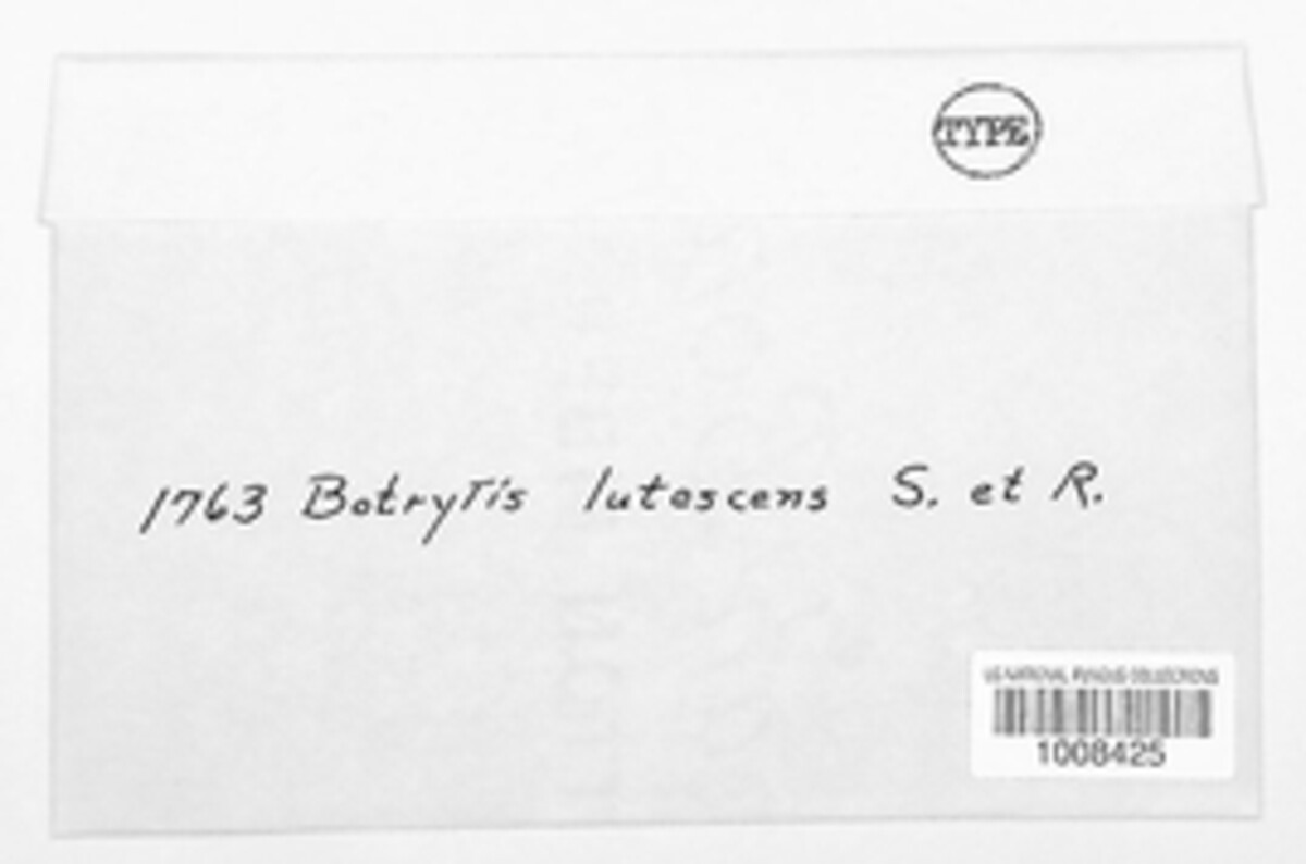Botrytis lutescens image